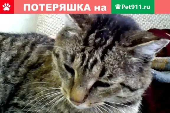 Пропал кот на ул. Кооперативная, Советск.