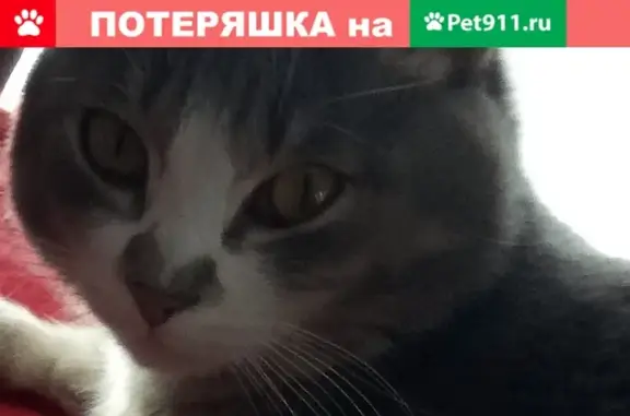 Пропал кот в районе ТЭЦ, Кызыл, Россия