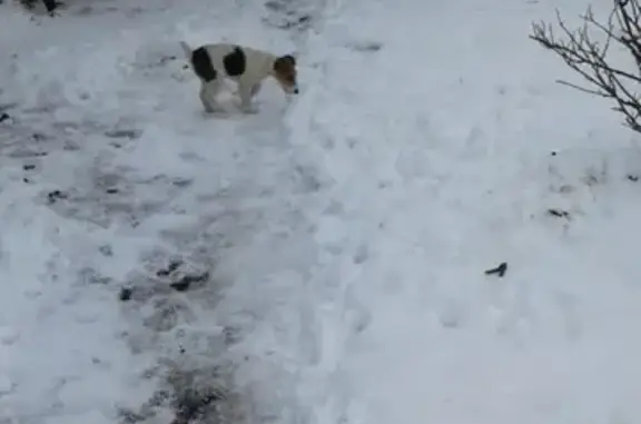 Пропала собака на ул. Гагарина, Клинцы, Брянская область