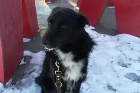 Пропала собака в районе Нового Ленина, Ивановская область