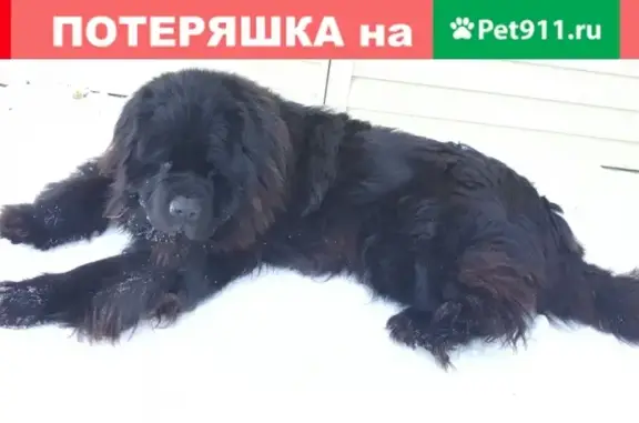 Пропала собака в п. Заварзино, Томск