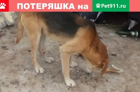 Найдена собака на улице в Сергиевом Посаде