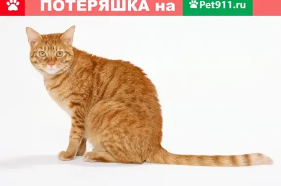 Кошки потеряшки, Смоленск, фото: Потеряшка кот на Колхозном переулке, вознаграждение