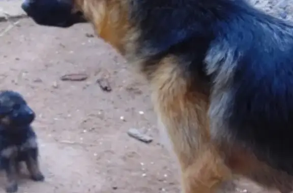 Пропала собака Ора в Магнитогорске