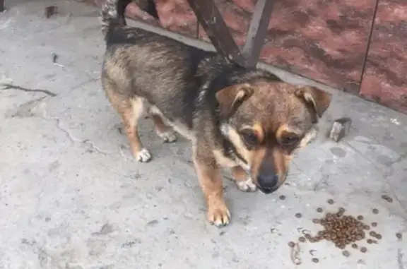 Пропала собака в Светлограде, на ул. Малиновая! SOS