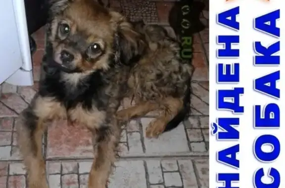 Найдена собака на Кропоткин пер. в Кропоткине