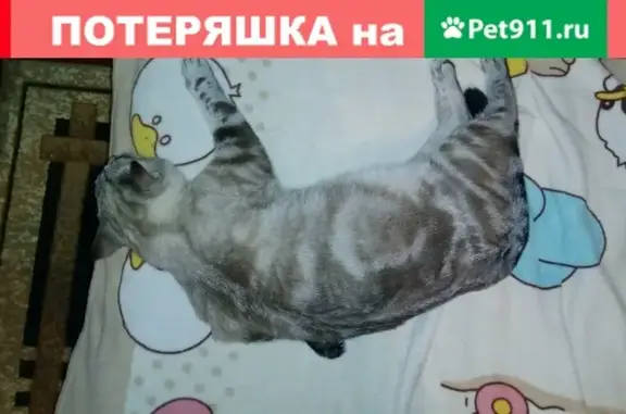 Пропала кошка на улице Кирова, Советский район
