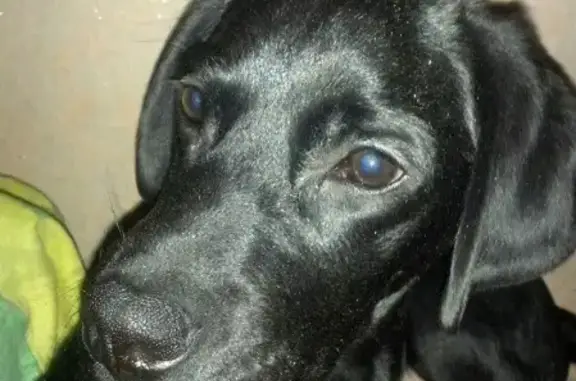 Пропала собака Хуч в Соликамске