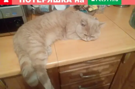 Пропал кот Персик в Заволжском районе, Тверь.