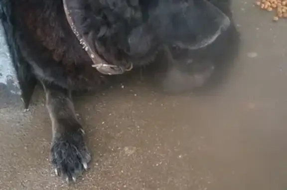 Найдена собака в Тайцах, Гатчинский район