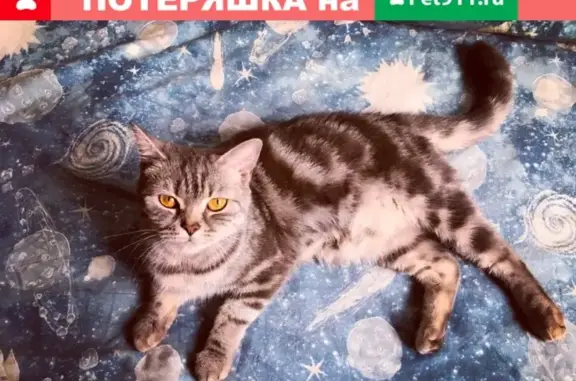 Найдена кошка на ул. Конева, ищем хозяев или передержку!