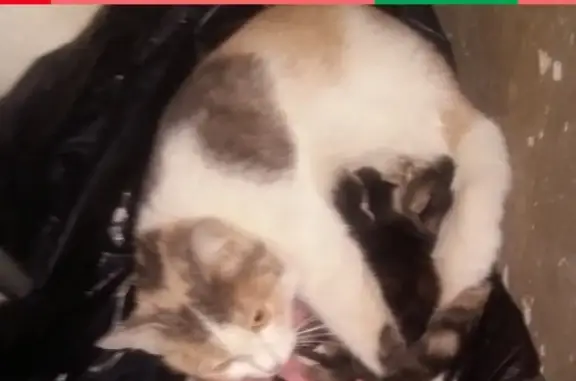 Кошки потеряшки, Тольятти, фото: Потеряшка кошка Найдена! (адрес не указан в заголовке)