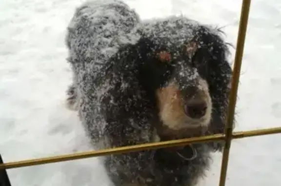Пропала собака на Караидельской: русский охотничий спаниель 