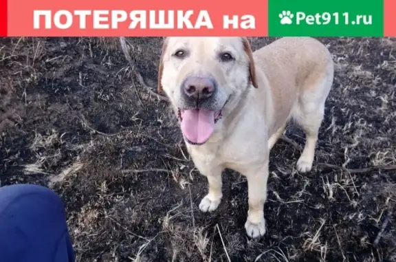 Найдена рыжая сука в деревне Волобуево, Курская область
