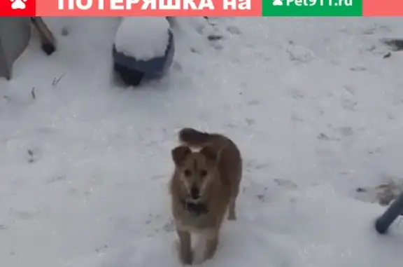 Пропала собака Муся в Ульяновске