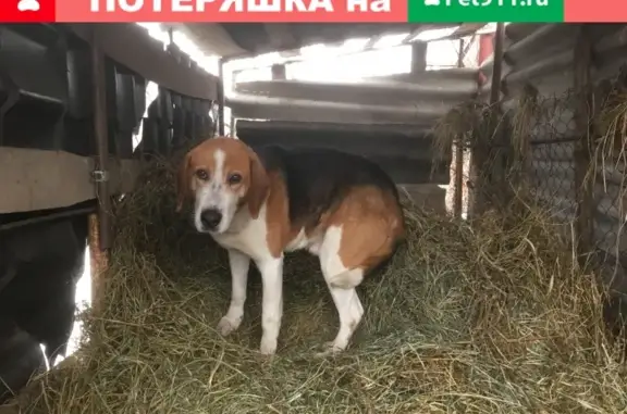 Найдена собака породы Русская пегая гончая в Курске