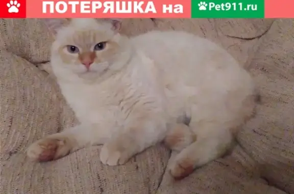 Кошки потеряшки, Фанипольский городской совет, фото: Потеряшка кошка в Фаниполе, кличка Фунтик.