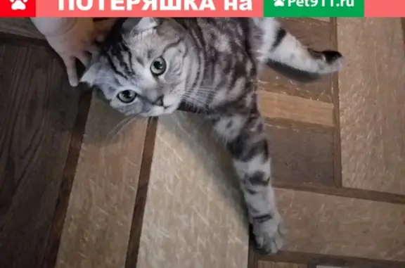 Пропал кот Марсик, г. Самара, ул. Силаева, вознаграждение