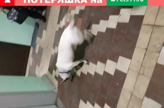 Найдена собака Джек Рассел на Планерной улице в Москве