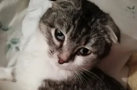 Кошки потеряшки, Кизляр, фото: Потеряшка кошка Пуговка, адрес: ул. Туманяна, 23, Кизляр, Дагестан.