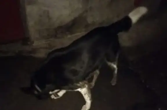 Найдена собака на ул. Карбышева, СПб