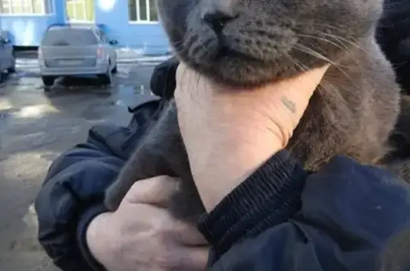Найден взрослый кот в Пензе, не кастрирован
