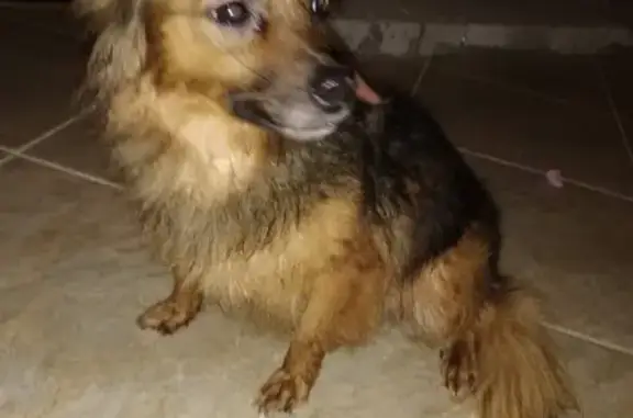Пропала собака на ул. Калужской, Воронеж