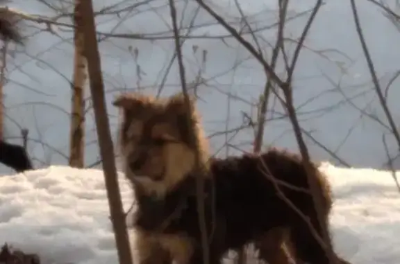 Найден щенок в Королёве, Московская область