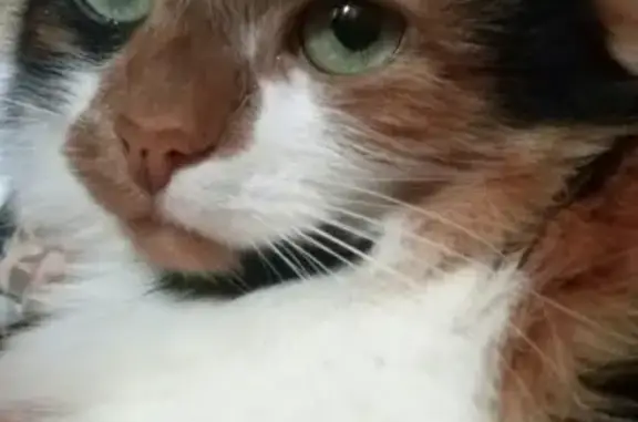 Кошки потеряшки, Москва, фото: Потеряшка кошка на улице Каховка, Москва (14к4)