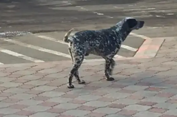 Собака потерялась в Бузулуке, Россия