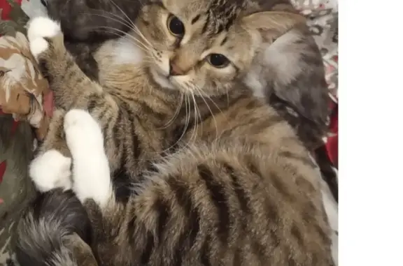 Кошки потеряшки, Кемерово, фото: Потеряшка кошка Мира на улице Леонова