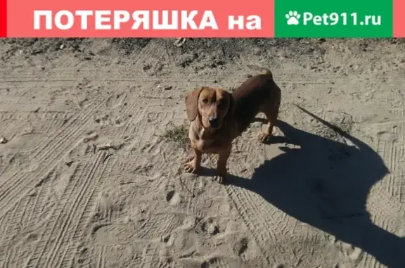 Пропала собака Арчи в микрорайоне Забазный