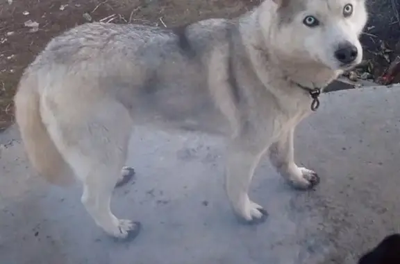 Собака Потеряшка найдена в районе Ямской