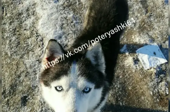 Собака бегает в Поливановке, Саратов
