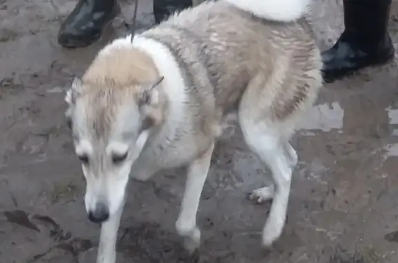 Пропала собака в Сокольском районе