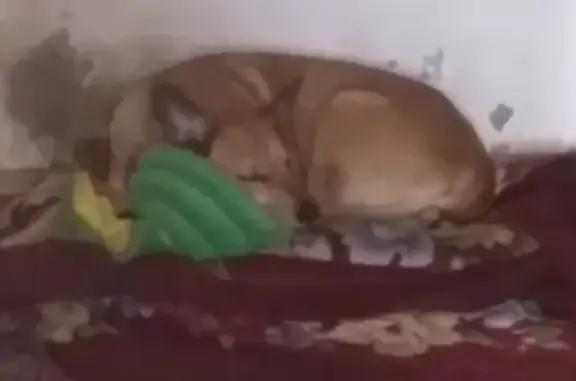 Собаки потеряшки, Москва, фото: Потеряшка рыжая собака в Северо-Восточном округе Москвы