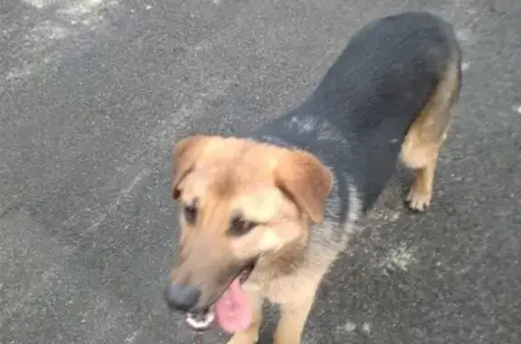 Найдена собака на территории ГАТП в Старом Осколе