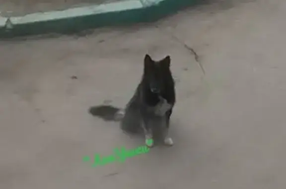 Найдена собака в Красноярске, помогите найти хозяина!