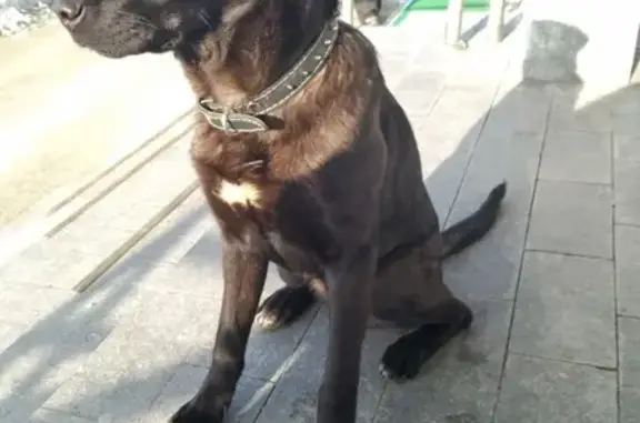 Найдена собака в Ленинском районе - просьба о репосте