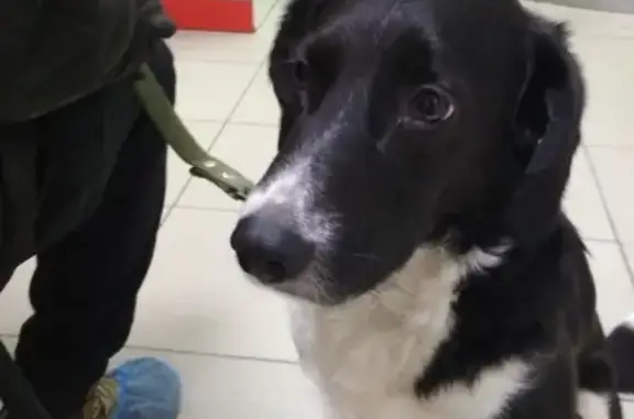 Найдена собака на ул. Куйбышева, Пермь