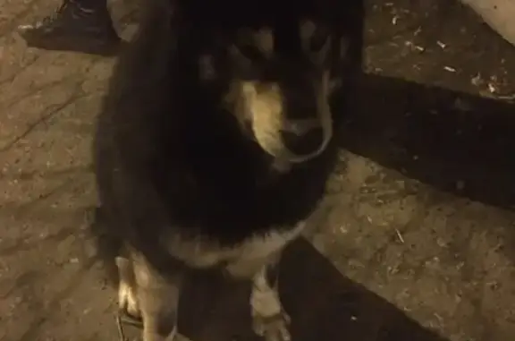 Найдена собака возле стадиона КЗКТ, возможно хаски или маламут