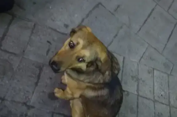 Найдена собака у метро Марксистская, ищет хозяйку