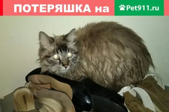 Найдена кошка в СПб, Приморский р-н, ул. Афанасьевская