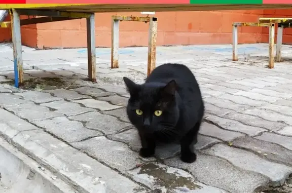Найден кот/кошка на Полянской улице, Коломна