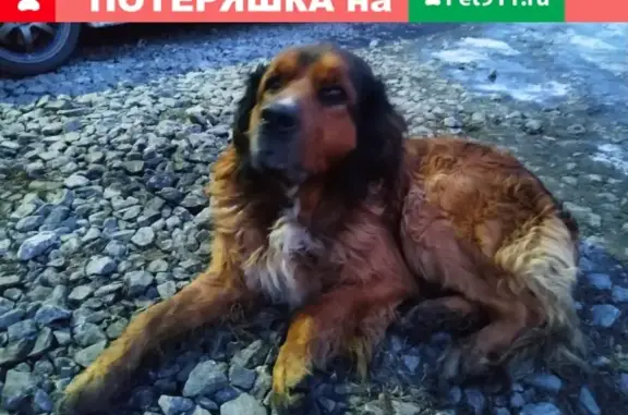 Найдена собака на улице Камышинской 2а