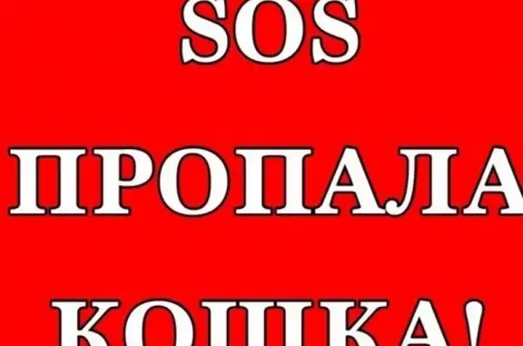 Пропала черная кошка в Ногинске, ул. Поселковая, 18-20 дома.