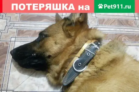 Пропала собака в Краснослободске!