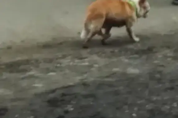 Пропали две собаки в Щёкино, Тульская область