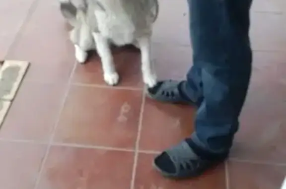 Найдена собака в Липецке, серо-белого окраса
