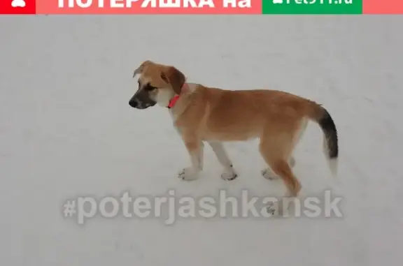 Пропала собака Грэтта на ул. М. Горького, 54 в Новосибирске